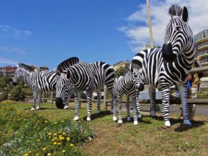 Australia - Sculpture by the Sea - Zebras