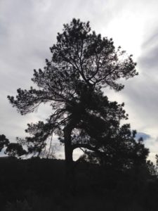 Torrey Pine State Reserve - Tree Silhouette