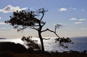 Torrey Pines State Reserve - Sculpted Tree
