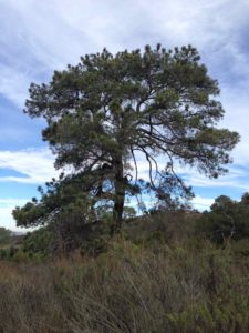 Torrey Pines State Reserve - Torrey pine tree 1