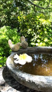lanis-camelia-in-a-bird-bath