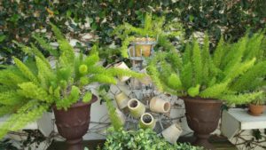 lanis-ferns-and-pots