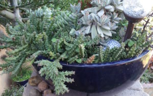 mission-hills-garden-potted-succulents-in-blue-pot