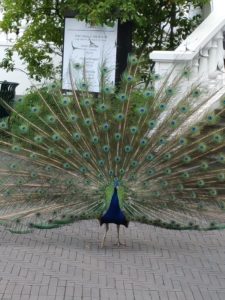 Copenhagen - Tivoli Gardens - Peacock