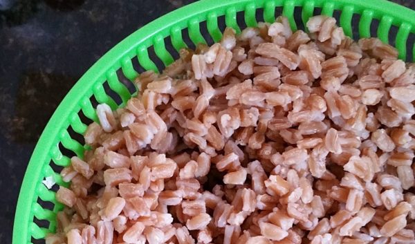 Farro and Arugula Salad Recipe - Cooked farro drained and cooling