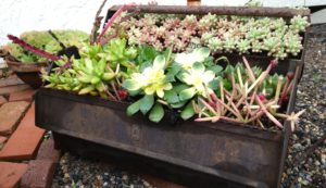 Succulents - Cascading from a Pot