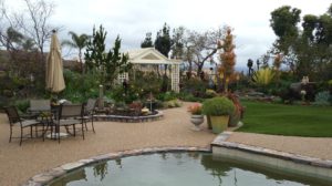 Succulents - Kathleen Delancy's Backyard Garden