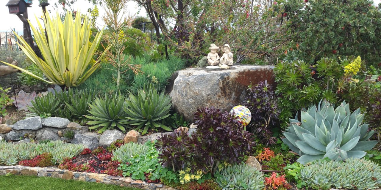 Succulent Magic in Escondido, California