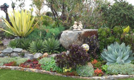 Succulent Magic in Escondido, California