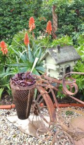 Succulents - Planted with Whimsical Bicycle