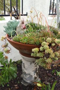 Succulents - Planted with Whimsy 5
