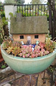 Succulents - Potted with Whimsy