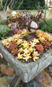 Succulents - Potted with Whimsy 2