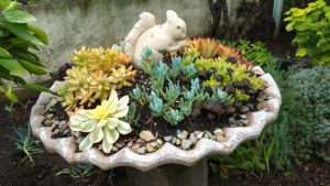 Succulents - Potted with Whimsy 3