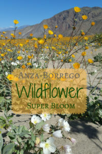 Anza Borrego Willdflower Super Bloom - Striking photos of the wildflowers