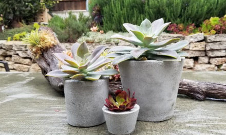 DIY Tutorial – How to Make Concrete Succulent Pots